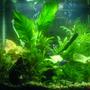20 gallons planted tank (mostly live plants and fish) - My 20 gal World