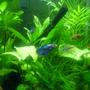freshwater fish - betta splendens - crown tail betta stocking in 20 gallons tank - My Blue Betta A piece of bread, very gentle
