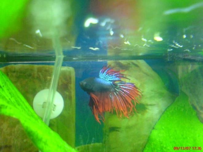freshwater fish - betta splendens - crown tail betta stocking in 20 gallons tank - My Red CrownTail Betta
Very Aggresive
My Favorite