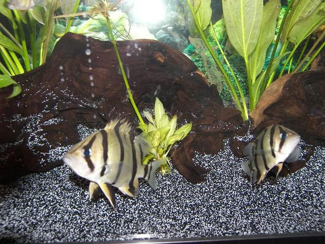 freshwater fish - datnioides undecimradiatus - thin bar datnoid stocking in 120 gallons tank - Thinbar Datnoids. Pretty Rare Fish.

Dont be jealous of my score..

The picture and fish are the best in the world. FUCK OFF