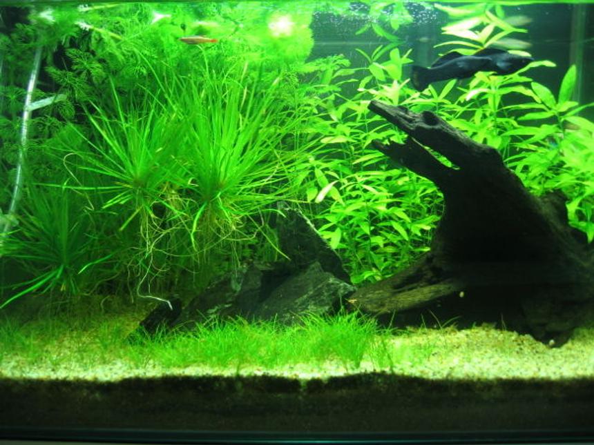 Rated #36: 10 Gallons Planted Tank - Dimensions: 14 x 12 x 14 inch
Volume: 10 g / 40 l
Filtration: Internal Powerhead Filter @ 350 lph
Lighting : 4WPG / 11 hrs photoperiod
Substrate:  JBL AquaBasis and Fine Gravel
Water: 6.5 to 7.5ph and no other parameters measured
Others : DIY Co2
Roommates: 2 Black Molly, 3 SAE, 2 Swordtail, 1 Platy, 2 Zebra and 11 White Cloud