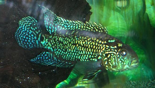 freshwater fish - nandopsis octofasciatum - electric blue jack dempsey stocking in 120 gallons tank - Electric Blue Jack Dempsey. 5 inch.
