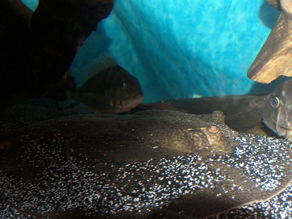 freshwater fish - geophagus dicrozoster - monster fish stocking in 120 gallons tank - Stingray closeup, with my Cichlids in the background. (Geophagus Dicrozoster, and Rio Guianacara.