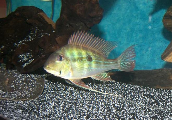 freshwater fish - geophagus dicrozoster - monster fish stocking in 120 gallons tank - Geophagus Dicrozoster.