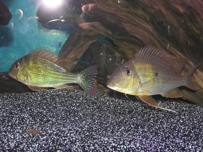 freshwater fish - geophagus dicrozoster - monster fish stocking in 120 gallons tank - Geophagus Altifrons
Geophagus Dicrozoster


I love my geo's.