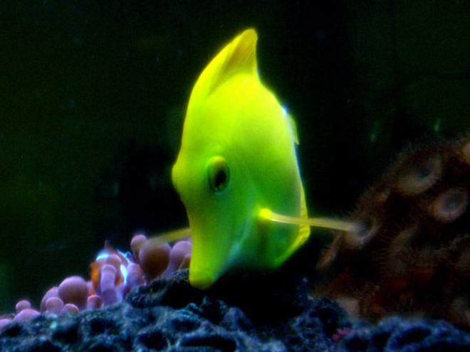 saltwater fish - zebrasoma flavescens - yellow tang - hawaii stocking in 150 gallons tank - a rare good shot of my Yellow Tang