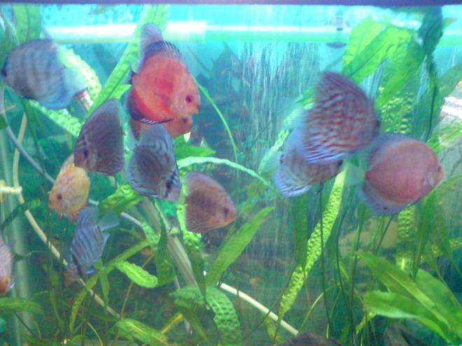 freshwater fish - symphysodon sp. - blue diamond discus stocking in 100 gallons tank - discus tank