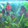 freshwater fish - symphysodon sp. - blue diamond discus stocking in 100 gallons tank - discus tank