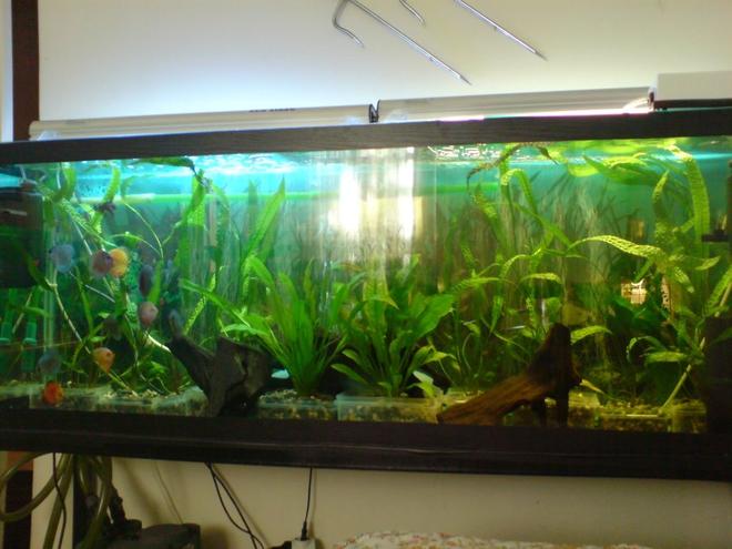 100 gallons planted tank (mostly live plants and fish) - discus tank