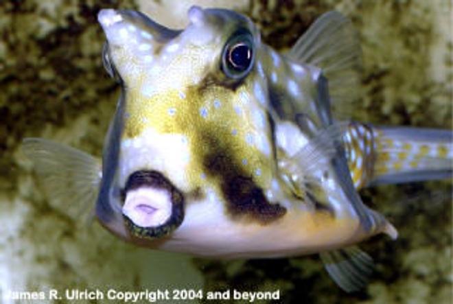 saltwater fish - lactoria cornuta - cowfish longhorn stocking in 150 gallons tank - This is a type of fish that I want to put in my tank