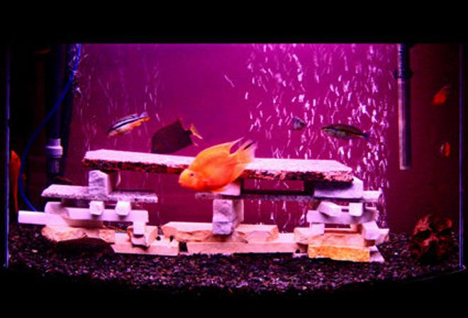 12 gallons freshwater fish tank (mostly fish and non-living decorations) - Mixed Granite Stone freshwater chiclid  aquarium.