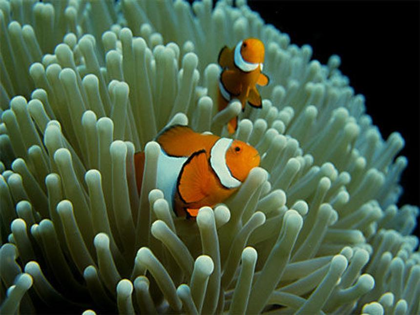 Rated #7: Saltwater Fish - Amphiprion Ocellaris - Ocellaris Clownfish Stocking In 50 Gallons Tank - clown fish