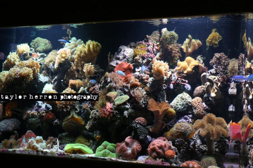 Rated #22: 75 Gallons Reef Tank - I LOVE MY TANK