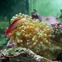 saltwater fish - nemateleotris decora - firefish, purple stocking in 125 gallons tank - This is my purple FireFish, hanging out in front of my new Frogspawn.