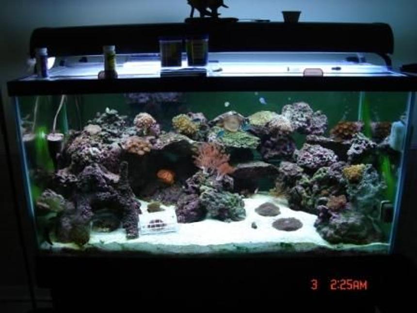 Rated #15: 125 Gallons Saltwater Fish Tank - the most updates photo as of Nov. 07