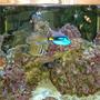 fish tank picture -