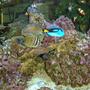 fish tank picture -