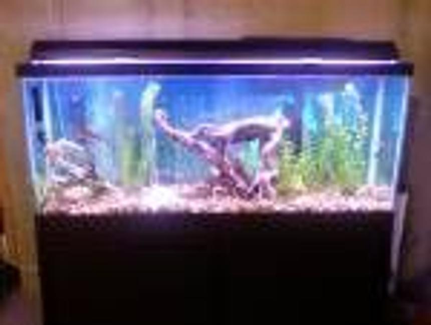 Rated #498: 55 Gallons Freshwater Fish Tank - its my 1st tank