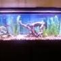 55 gallons freshwater fish tank (mostly fish and non-living decorations) - its my 1st tank