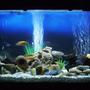 60 gallons freshwater fish tank (mostly fish and non-living decorations) - Cichlids