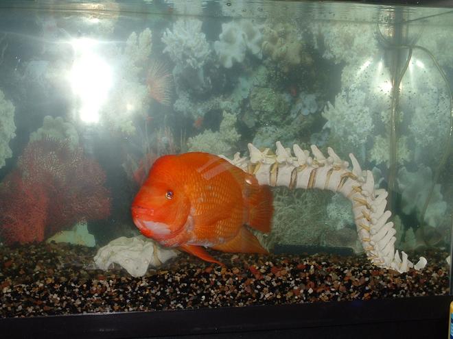 55 gallons freshwater fish tank (mostly fish and non-living decorations) - Oits Red Devil Cichlid