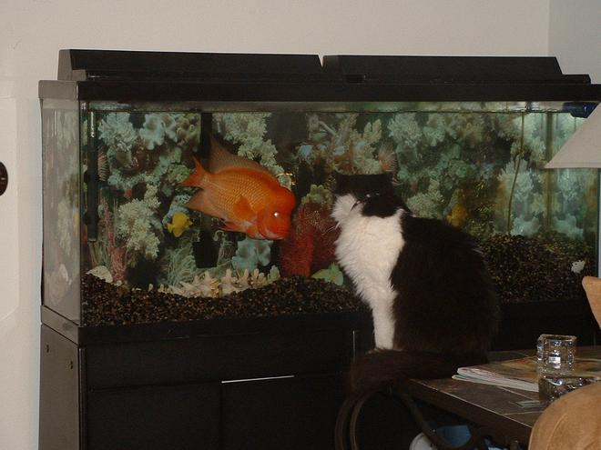 55 gallons freshwater fish tank (mostly fish and non-living decorations) - Otis Red Devil Cichlid and Silvester the Cat