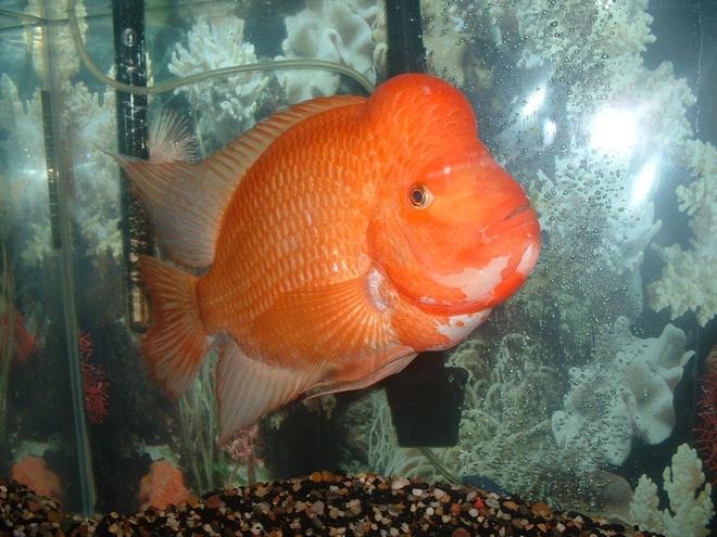 freshwater fish - amphilophus labiatus - red devil stocking in 55 gallons tank - Red Devil Otis