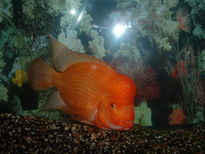 freshwater fish - amphilophus labiatus - red devil stocking in 55 gallons tank - Red Devil