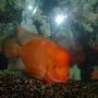 freshwater fish - amphilophus labiatus - red devil stocking in 55 gallons tank - Red Devil