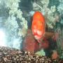 freshwater fish - amphilophus labiatus - red devil stocking in 55 gallons tank - Red Devil