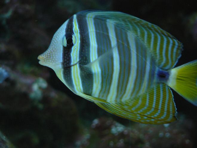 saltwater fish - zebrasoma desjardini - sailfin tang, desjardini stocking in 60 gallons tank - sailfin tang