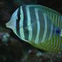 saltwater fish - zebrasoma desjardini - sailfin tang, desjardini stocking in 60 gallons tank - sailfin tang