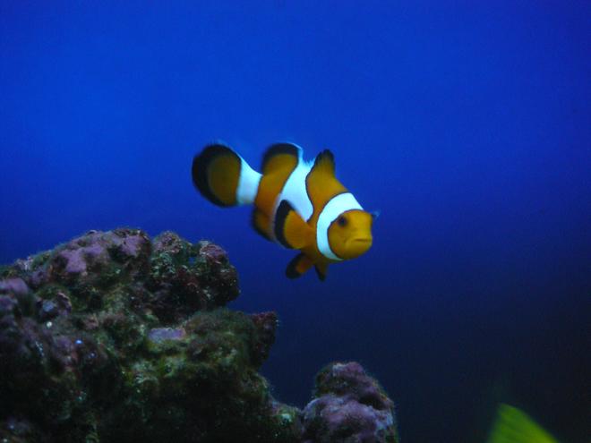 saltwater fish - amphiprion percula - true percula clownfish stocking in 60 gallons tank - clown
