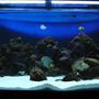 60 gallons saltwater fish tank (mostly fish, little/no live coral) - my tank