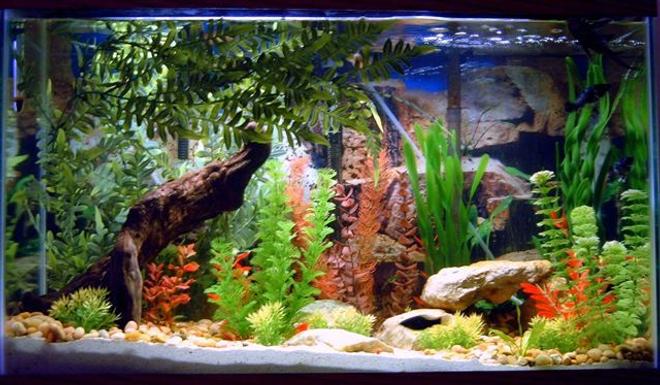 30 gallons freshwater fish tank (mostly fish and non-living decorations) - 30g with an assortment of fish, live and fake plants, sand bottom, river pebbles, texas fossil rock, and drift wood.