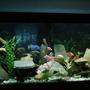 90 gallons freshwater fish tank (mostly fish and non-living decorations) - Cichlid Paradise