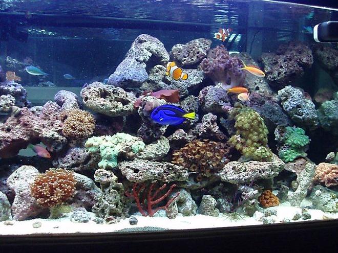 75 gallons reef tank (mostly live coral and fish) - yes