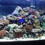 75 gallons reef tank (mostly live coral and fish) - yes