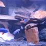 46 gallons freshwater fish tank (mostly fish and non-living decorations) - mixed african 46 gallon bowfront
