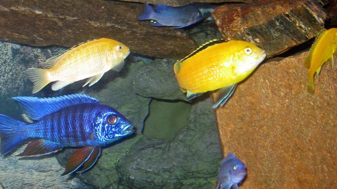 freshwater fish - labidochromis caeruleus - electric yellow cichlid stocking in 46 gallons tank - group of africans