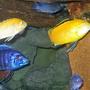 freshwater fish - labidochromis caeruleus - electric yellow cichlid stocking in 46 gallons tank - group of africans