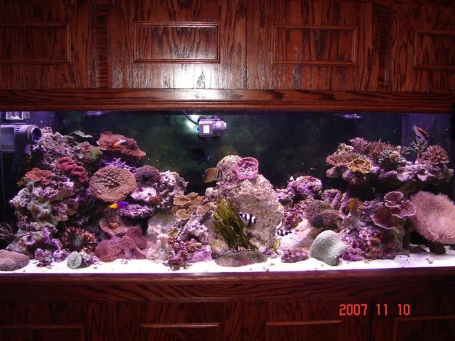 180 gallons reef tank (mostly live coral and fish) - front shot