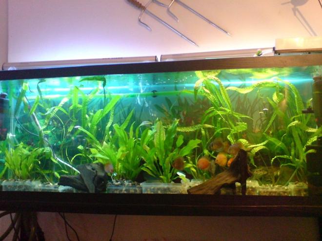 100 gallons planted tank (mostly live plants and fish) - discus tank