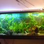 100 gallons planted tank (mostly live plants and fish) - discus tank