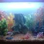 100 gallons freshwater fish tank (mostly fish and non-living decorations) - cichlide tank