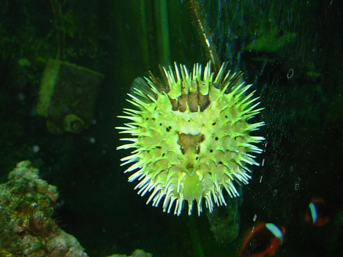 saltwater fish - diodon holocanthus - porcupine puffer stocking in 110 gallons tank - Porcupine puffer, puffed up.