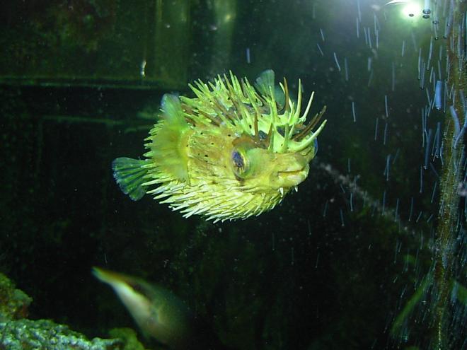 saltwater fish - diodon holocanthus - porcupine puffer stocking in 110 gallons tank - Puffer