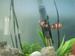 fish avatar
