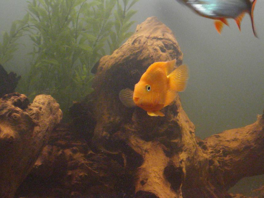 Rated #1838: Freshwater Fish - Heros Severus X Amphilophus Citrinellum - Blood Parrot Stocking In 265 Gallons Tank - too cute