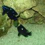saltwater fish - neoglyphidodon oxyodon - blue velvet damsel stocking in 110 gallons tank - Velvet Damsel